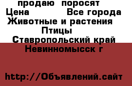 продаю  поросят  › Цена ­ 1 000 - Все города Животные и растения » Птицы   . Ставропольский край,Невинномысск г.